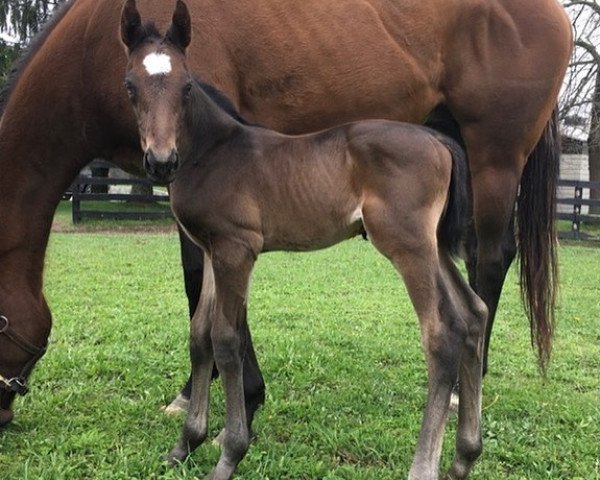 Pferd Hengst von American Pharoah xx (Englisches Vollblut, 2021, von American Pharoah xx)