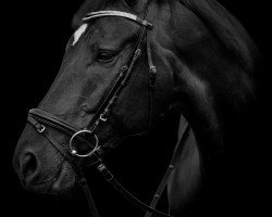 dressage horse Genial S 3 (Württemberger, 2013, from Genesis)