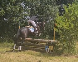 Springpferd Sir Archie from Ireland (Irish Sport Horse, 2014, von Near Dock xx)