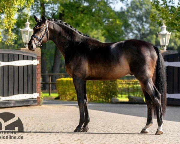 stallion Heaven Dancer (Danish Warmblood, 2017, from Kentucky)