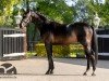 stallion Heaven Dancer (Danish Warmblood, 2017, from Kentucky)