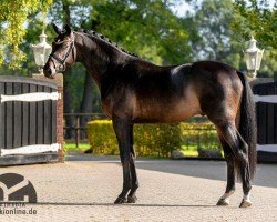 stallion Heaven Dancer (Trakehner, 2017, from Kentucky)