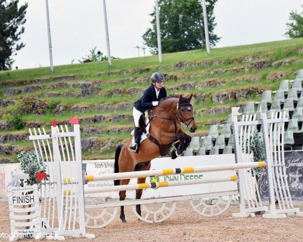 jumper Elvis P 3 (German Sport Horse, 2015, from Elan d' Espoir)