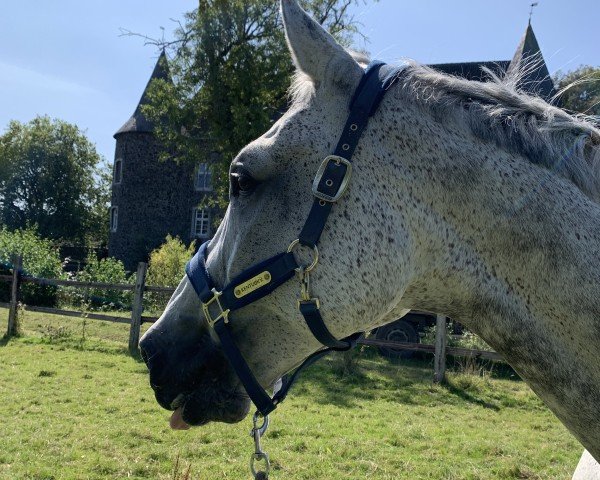 jumper Cälix (Oldenburg show jumper, 2011, from Cartani 4)