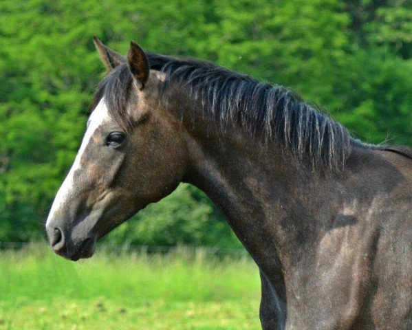 jumper Reebella (German Sport Horse, 2014, from L B Companiero)