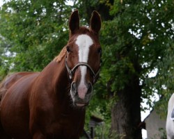 horse Lucinda 56 (Hanoverian, 2005, from Londonbeat)