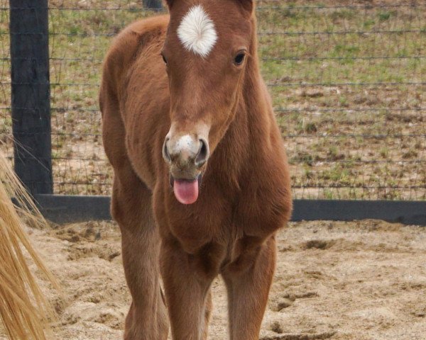 Pferd Stute von Kitten´s Joy xx (Englisches Vollblut, 2021, von Kitten's Joy xx)