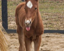 Pferd Stute von Kitten´s Joy xx (Englisches Vollblut, 2021, von Kitten's Joy xx)