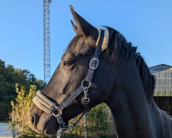 dressage horse Buckingham's Beauty (Westphalian, 2020, from Buckingham)