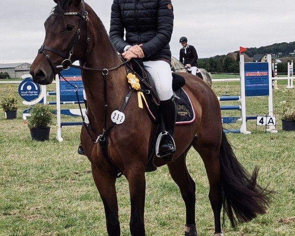 jumper Louisiana P 2 (Oldenburg show jumper, 2020, from Lauck's Locke)