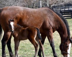 horse Hengst von Constitution xx (Thoroughbred, 2021, from Constitution xx)