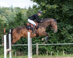 jumper Max Million (Oldenburg show jumper, 2020, from Million Dollar)