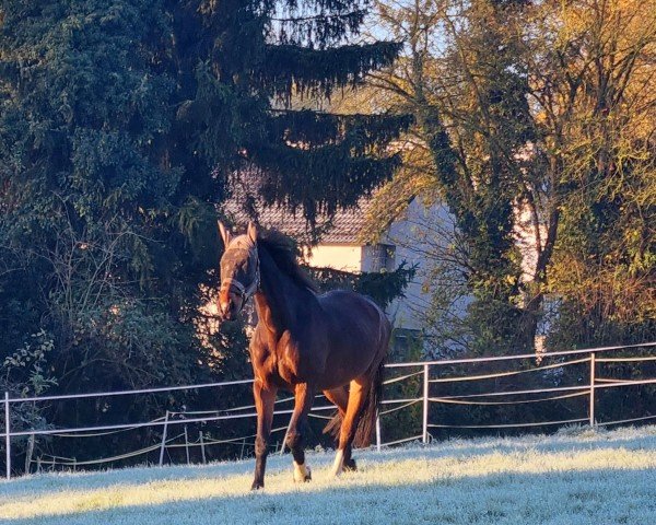 Springpferd Cornetto Nuss (Westfale, 2003, von Cornet Obolensky)