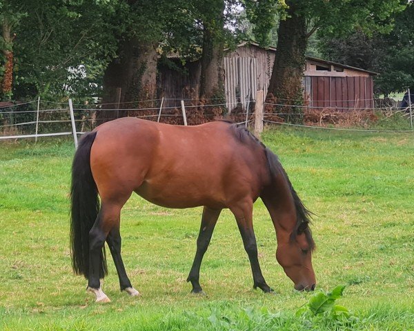 jumper Sibelle KJ (German Riding Pony, 2021, from Karat)