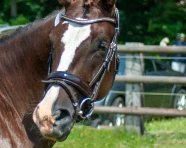 broodmare Bon Amie (Westphalian, 2017, from Callaho's Benicio)