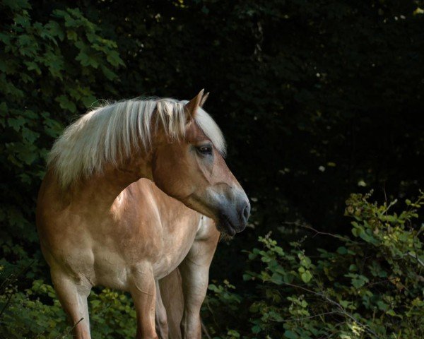 dressage horse Uschi 116 (Haflinger, 2014)