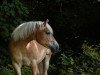 dressage horse Uschi 116 (Haflinger, 2014)