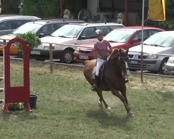 Radolfzell 2013 - Reit- und Springturnier des RC Bodenseereiter