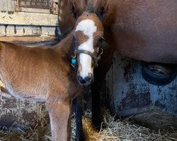 horse Stute von Constitution xx (Thoroughbred, 2021, from Constitution xx)