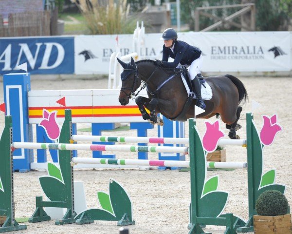 jumper Gusto van de Elzenhorst (KWPN (Royal Dutch Sporthorse), 2011, from Diarado)