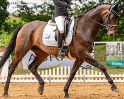 dressage horse Fräulein Blocksberg (Hanoverian, 2017, from Fürst Wilhelm)