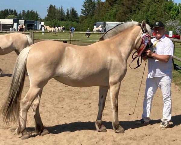 horse Gaja Lundgård (Fjord Horse, 2021, from Ågerupgårds Elliot)