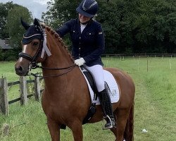 dressage horse Donaldi 2 (German Riding Pony, 2008, from Der feine Lord AT)