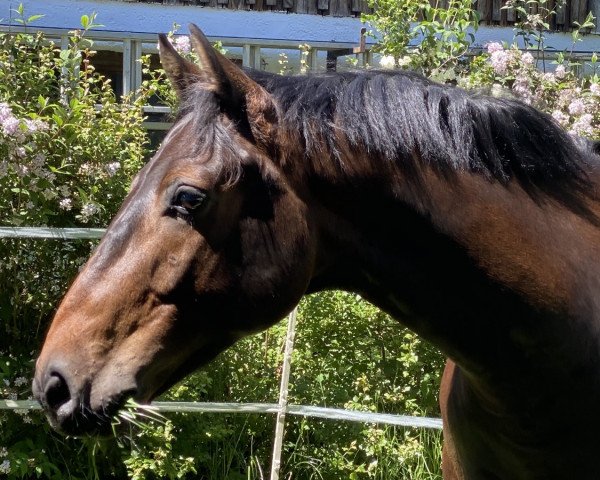 dressage horse Dandelino 5 (Hanoverian, 2015, from Dinamic)
