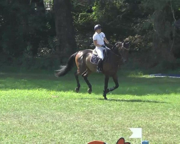Radolfzell 2013 - Reit- und Springturnier des RC Bodenseereiter