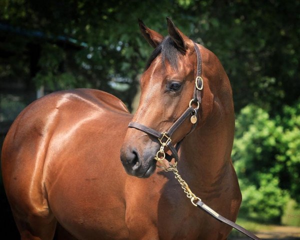 Pferd Stute von Bolt d´Oro xx (Englisches Vollblut, 2020, von Bolt D´oro xx)