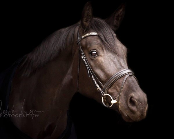 Zuchtstute Dark Beauty 13 (Deutsches Reitpferd, 2011, von Dressage Royal)