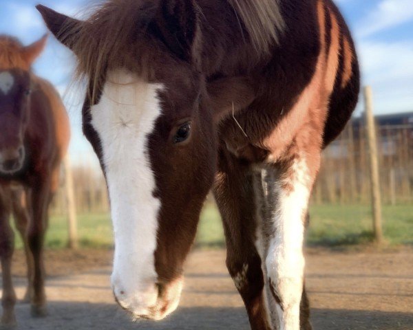 Fohlen von Dating‘s Farbklecks (Deutsches Reitpony, 2024, von Dating AT NRW)