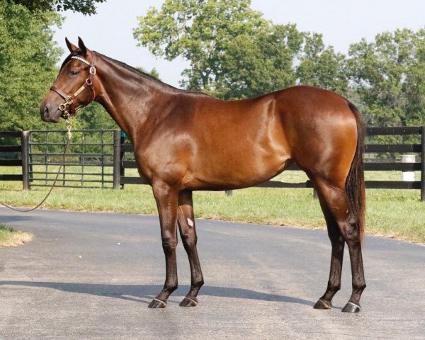 horse Stute von Quality Road xx (Thoroughbred, 2020, from Quality Road xx)