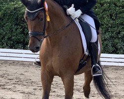 dressage horse Lord Liberty - H (Oldenburg, 2011, from L'espoir)