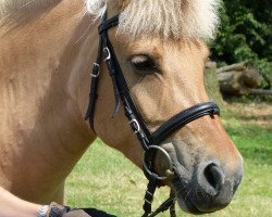 broodmare Litla (Fjord Horse, 2006, from Skagen)