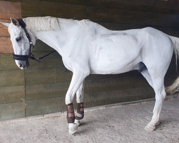 horse Step by Step 5 (KWPN (Royal Dutch Sporthorse), 1993, from Armstrong)