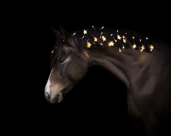 dressage horse Diamantenzauber (German Riding Pony, 2015, from Diamantenglanz AT)