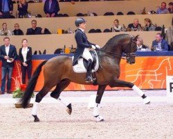 stallion Ferdinand (KWPN (Royal Dutch Sporthorse), 2010, from Vivaldi)