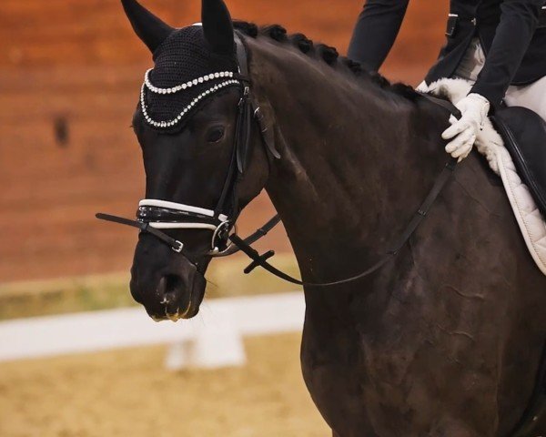 dressage horse Denciero (Hanoverian, 2018, from Dancier)