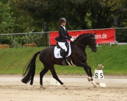 dressage horse Feiner Hit (Westphalian, 2018, from Feinrich)