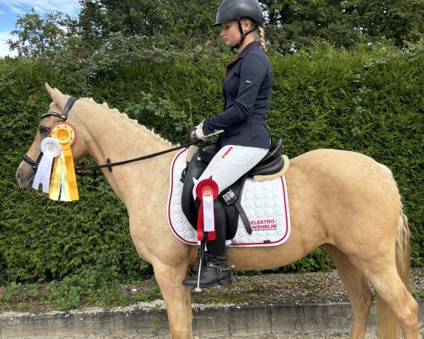 Zuchtstute Coconut Kiss (Deutsches Reitpony, 2010, von Clooney AT)