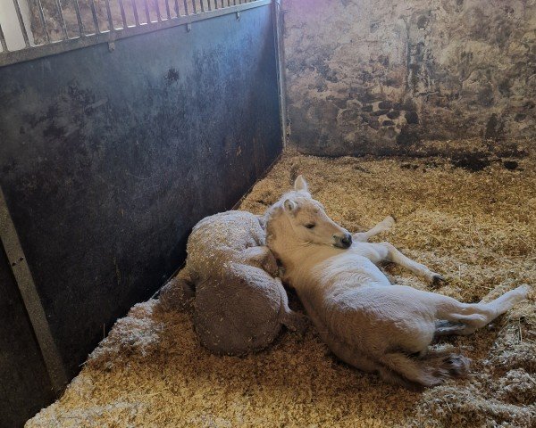 foal by Julia Lundgård (Fjord Horse, 2024, from Montanas Hugin)