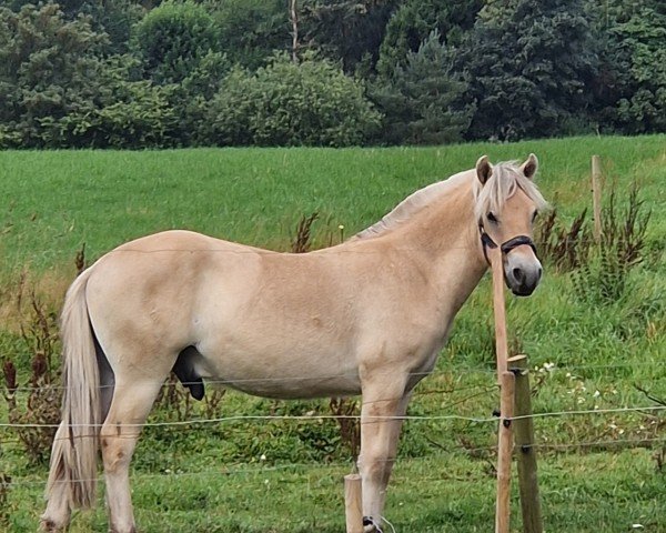 stallion Isac Lundgård (Fjord Horse, 2023)