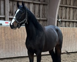 dressage horse Pauline SW (Holsteiner, 2022, from Goldball)