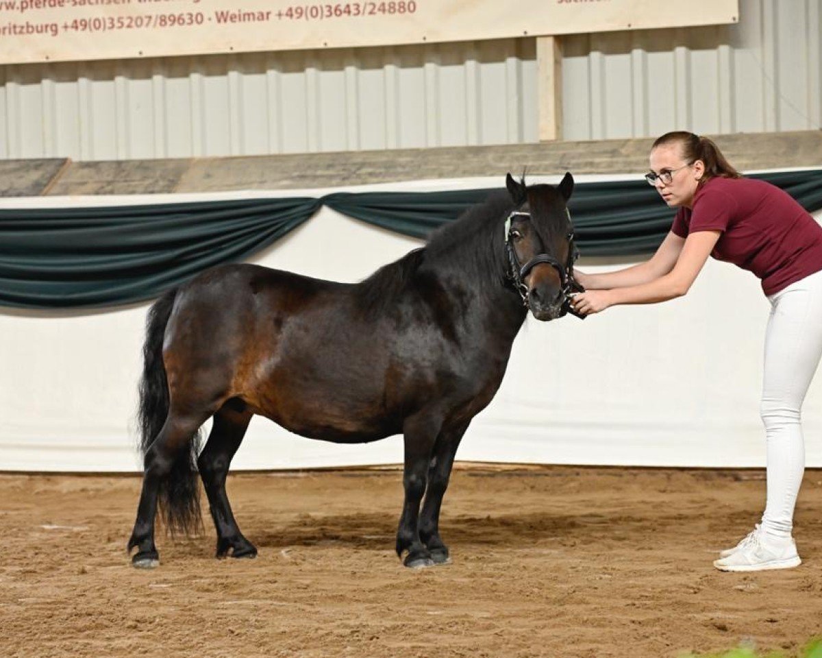 broodmare Waldfee vom Winzershof (Shetland Pony, 2007, from Jack of Shetland)