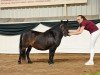 Zuchtstute Waldfee vom Winzershof (Shetland Pony, 2007, von Jack of Shetland)