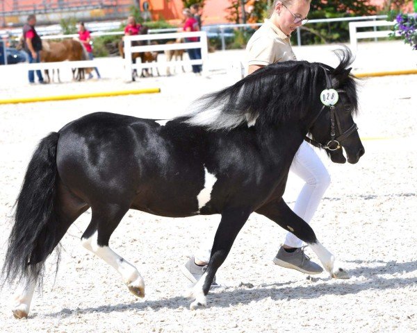 Pferd Gwendo vom Winzershof (Shetland Pony, 2018, von Galant van Hendrijntje)