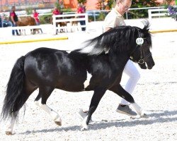 horse Gwendo vom Winzershof (Shetland Pony, 2018, from Galant van Hendrijntje)