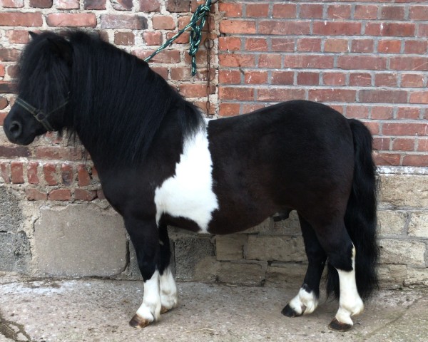 Deckhengst Galant van Hendrijntje (Shetland Pony, 2013, von Stefan van Aruba)