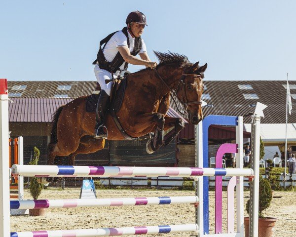 Springpferd Dooncan del Baroncio (Italienisches Warmblut, 2010, von Canturano I)